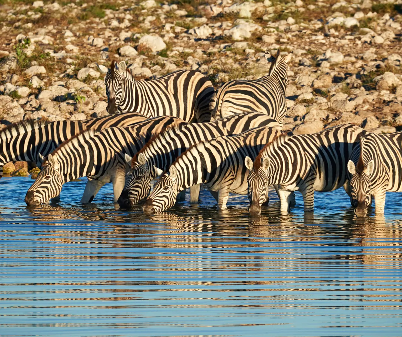 Tanzania Safari Wildlife