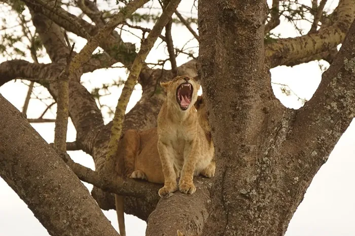 Lake-Manyara-Serengeti-Ngorongoro-Crater-6days