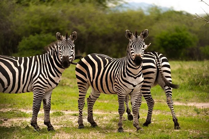 Northern-Tanzania-Great-Wildlife-7-Days