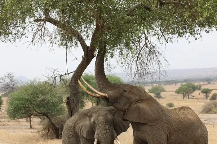 Northern-Tanzania-Great-Wildlife-8-Days