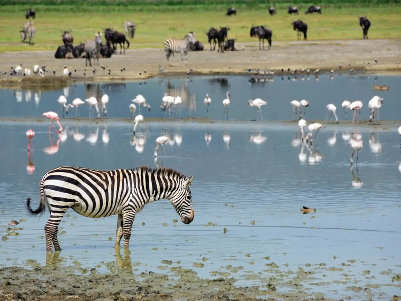 Tanzania Wildlife Safari