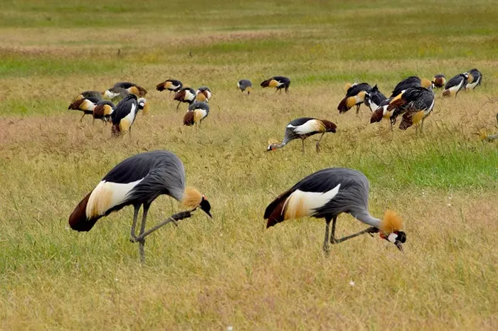 Tarangire, Lake Manyara, Serengeti, Ngorongoro Highlands & Crater – 5 Days