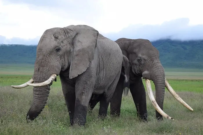 Tarangire & Ngorongoro Crater – 2 Days