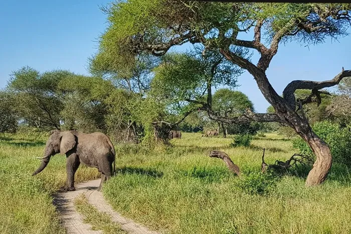 Tarangire, Serengeti & Ngorongoro Crater – 4 Days