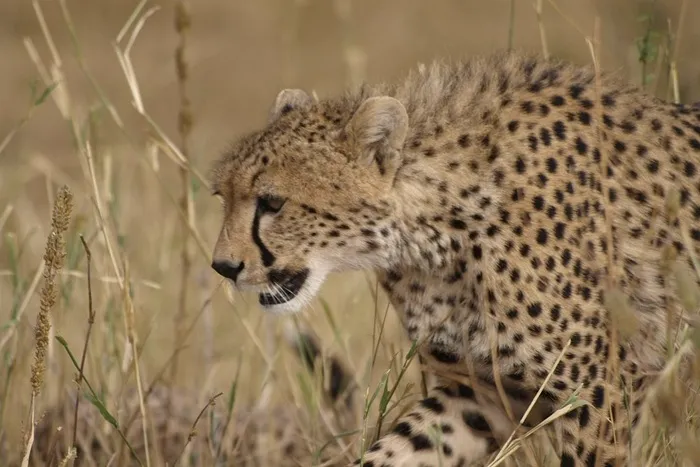 Tarangire-Serengeti-Ngorongoro-Crater-6-days