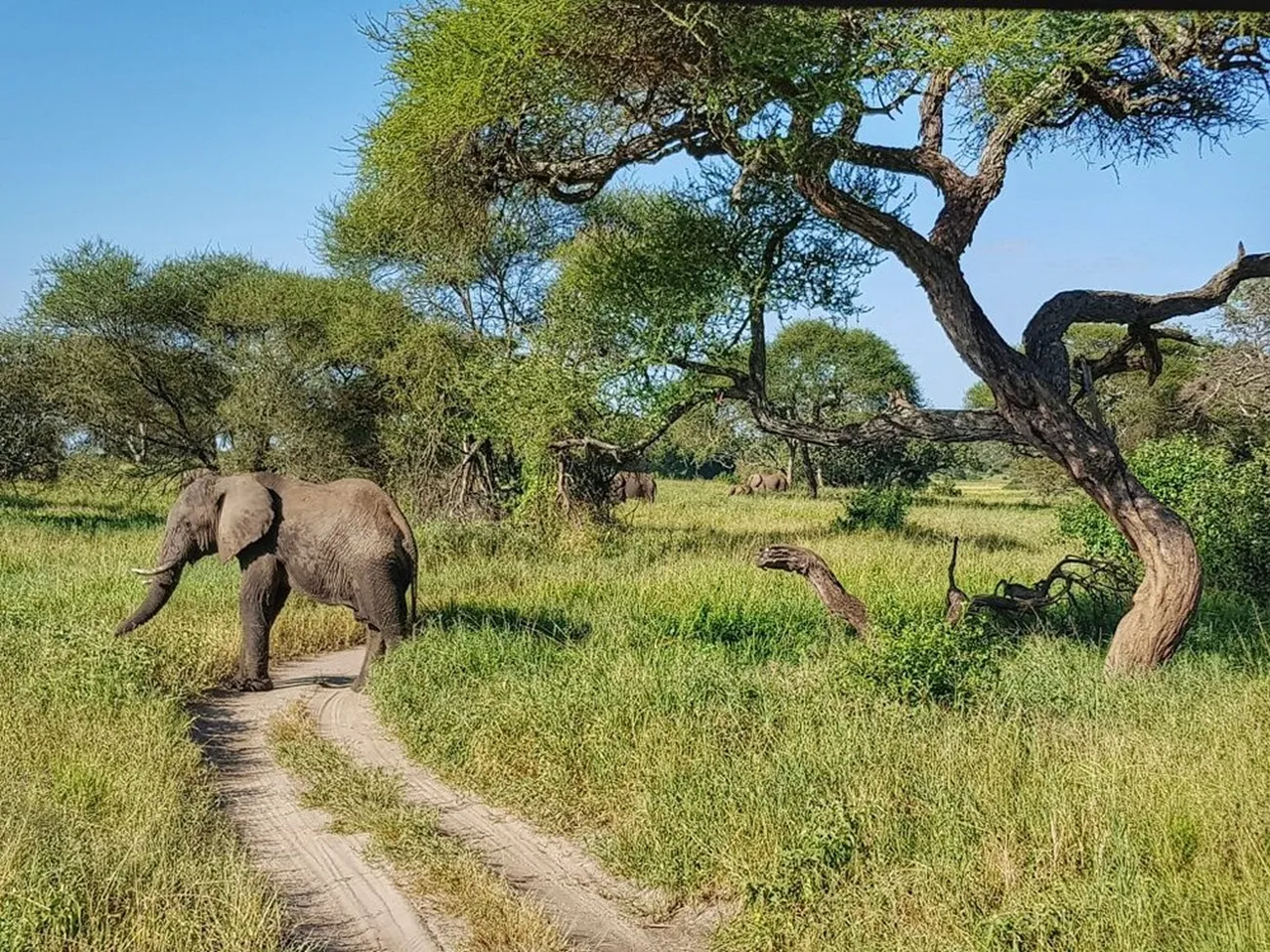 Safari