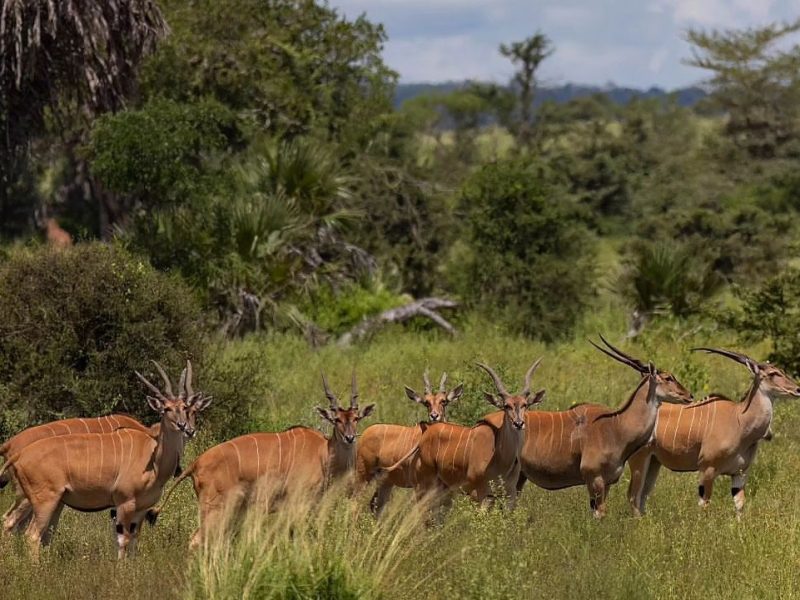 nyerere_national_park_1739990461582