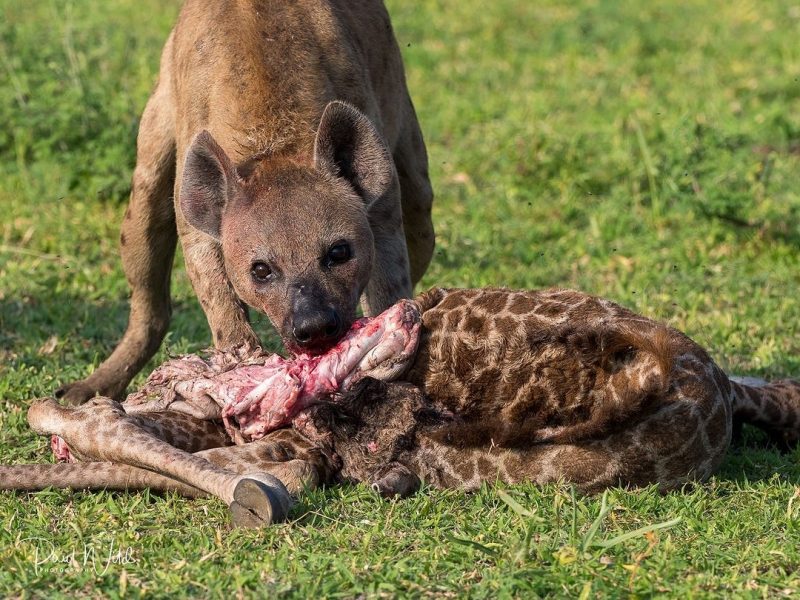 nyerere_national_park_1739990544533